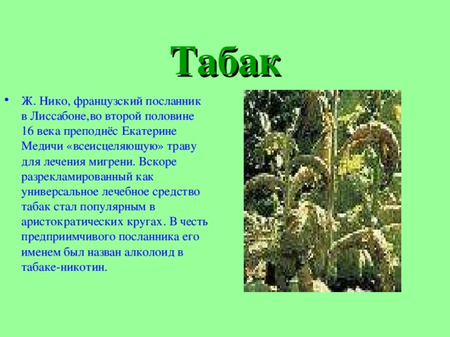 Табак Ж. Нико, французский посланник в Лиссабоне,во второй половине 16 века преподнёс Екатерине Медичи «всеисцеляющую» траву для лечения мигрени. Вскоре разрекламированный как универсальное лечебное средство табак стал популярным в аристократических кругах. В честь предприимчивого посланника его именем был назван алколоид в табаке-никотин. 