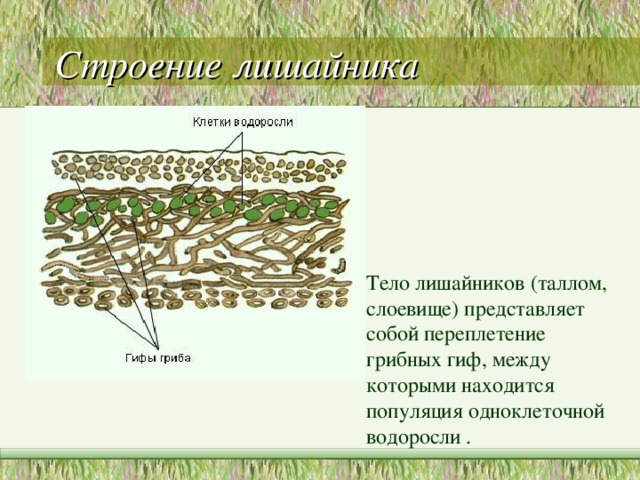 Лишайники функции гриба и водоросли. Строение таллома лишайника. Схема строения лишайника. Внутреннее строение лишайника. Строение слоевища лишайника.