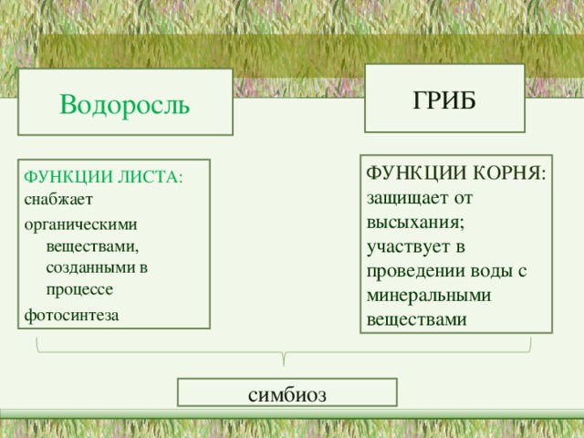 ГРИБ Водоросль  ФУНКЦИИ КОРНЯ : защищает от высыхания; участвует в проведении воды с минеральными веществами ФУНКЦИИ ЛИСТА: снабжает органическими веществами, созданными в процессе фотосинтеза симбиоз 