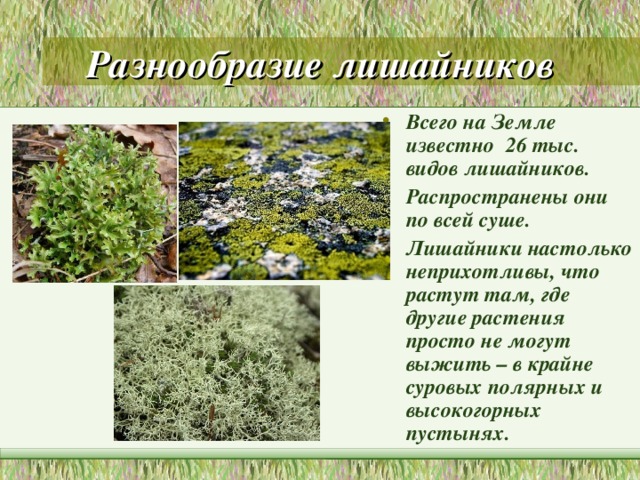 Разнообразие лишайников Всего на Земле известно 26 тыс. видов лишайников. Распространены они по всей суше. Лишайники настолько неприхотливы, что растут там, где другие растения просто не могут выжить – в крайне суровых полярных и высокогорных пустынях. 