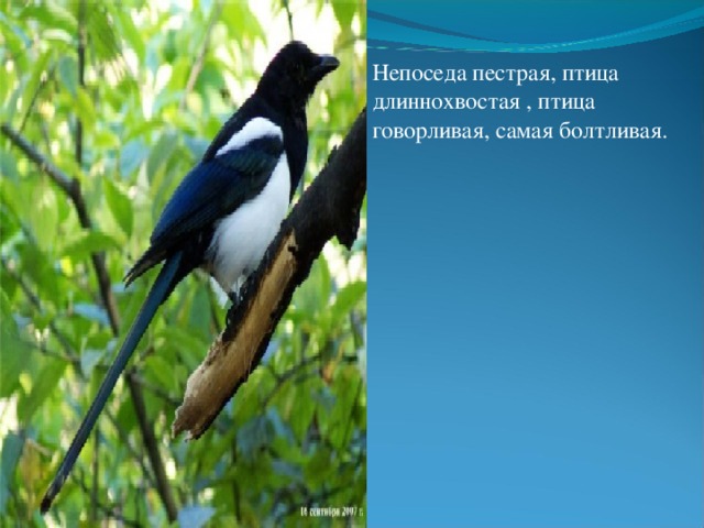 Непоседа пестрая, птица длиннохвостая , птица говорливая, самая болтливая. 