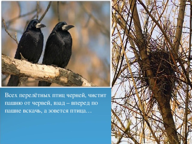 Всех перелётных птиц черней, чистит пашню от червей, взад – вперед по пашне вскачь, а зовется птица… 