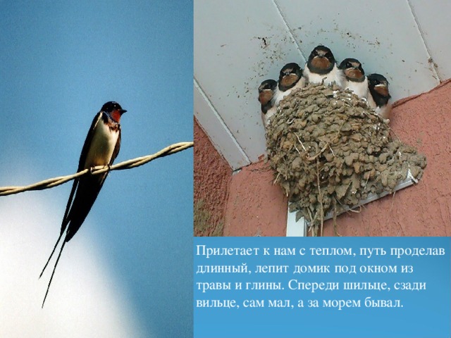 Прилетает к нам с теплом, путь проделав длинный, лепит домик под окном из травы и глины. Спереди шильце, сзади вильце, сам мал, а за морем бывал. 