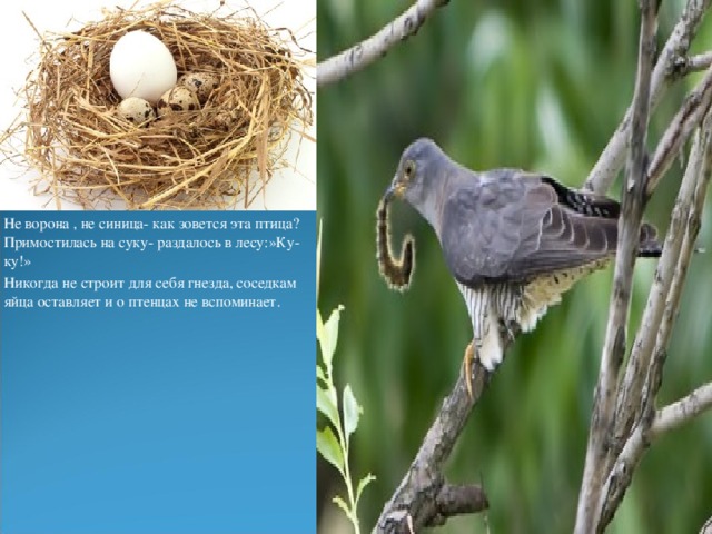 Не ворона , не синица- как зовется эта птица? Примостилась на суку- раздалось в лесу:»Ку-ку!» Никогда не строит для себя гнезда, соседкам яйца оставляет и о птенцах не вспоминает. 