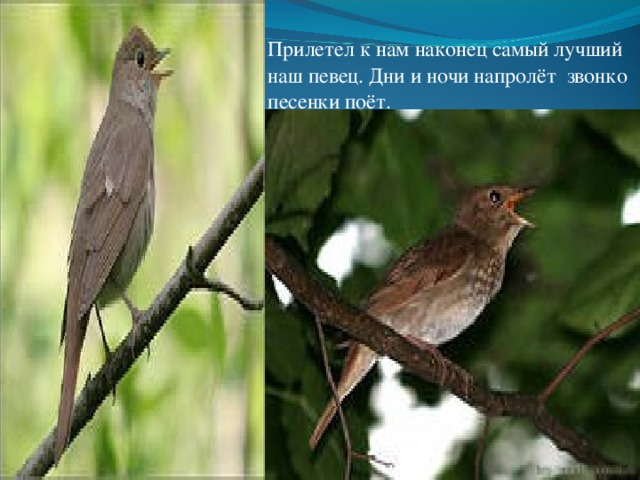 Прилетел к нам наконец самый лучший наш певец. Дни и ночи напролёт звонко песенки поёт. 
