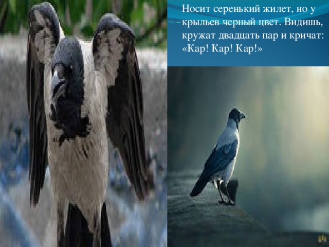 Носит серенький жилет, но у крыльев черный цвет. Видишь, кружат двадцать пар и кричат: «Кар! Кар! Кар!» 