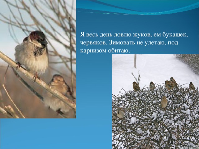 Я весь день ловлю жуков, ем букашек, червяков. Зимовать не улетаю, под карнизом обитаю. 