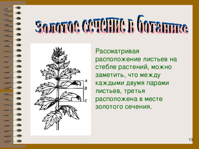 Рассматривая расположение листьев на стебле растений, можно заметить, что между каждыми двумя парами листьев, третья расположена в месте золотого сечения .  