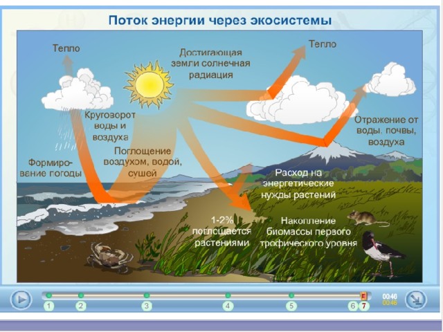 Воздух поглощают. Поток энергии в экосистемах. Поток энергии в водных экосистемах.