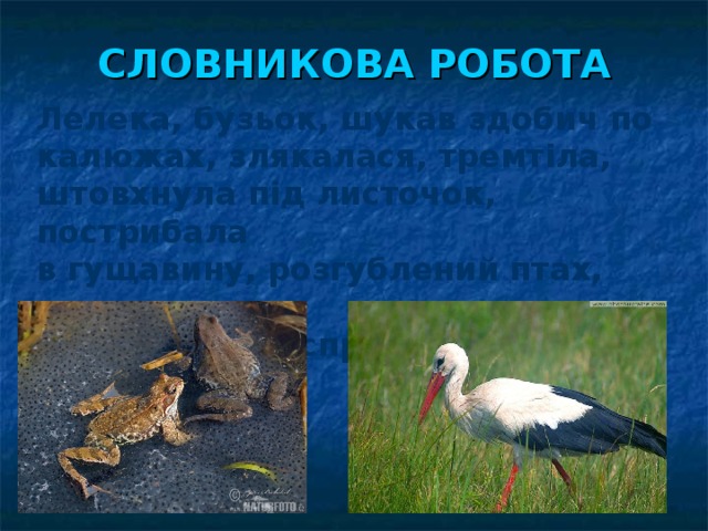 СЛОВНИКОВА РОБОТА Лелека, бузьок, шукав здобич по калюжах, злякалася, тремтіла, штовхнула під листочок, пострибала в гущавину, розгублений птах, подяка за порятунок, справжні подруги. 