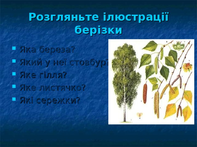 Розгляньте ілюстрації берізки Яка береза? Який у неї стовбур? Яке гілля? Яке листячко? Які сережки? 