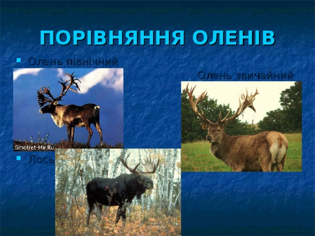 ПОРІВНЯННЯ ОЛЕНІВ Олень північний Олень звичайний Лось 