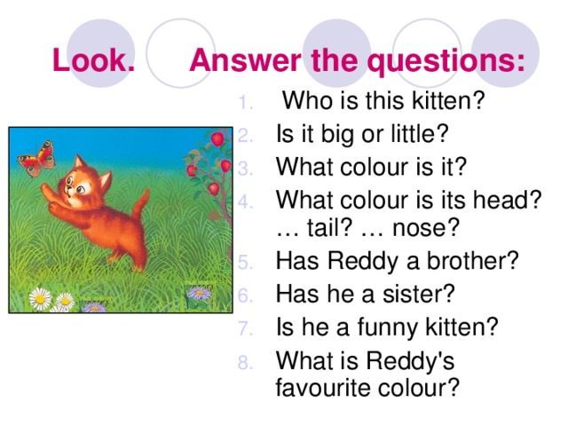 Look and answer the questions. Котенок Редди на английском. Reddy funny stories. Reddy's funny stories. Ответ на вопрос what is it.