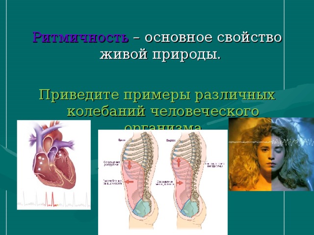 Ритмичность – основное свойство живой природы. Приведите примеры различных колебаний человеческого организма 