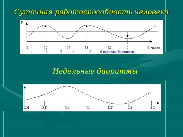 Суточная работоспособность человека Недельные биоритмы 