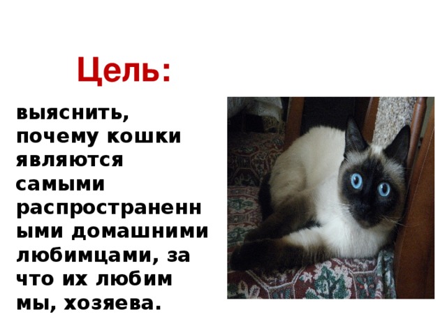 Цель: выяснить, почему кошки являются самыми распространенными домашними любимцами, за что их любим мы, хозяева. 