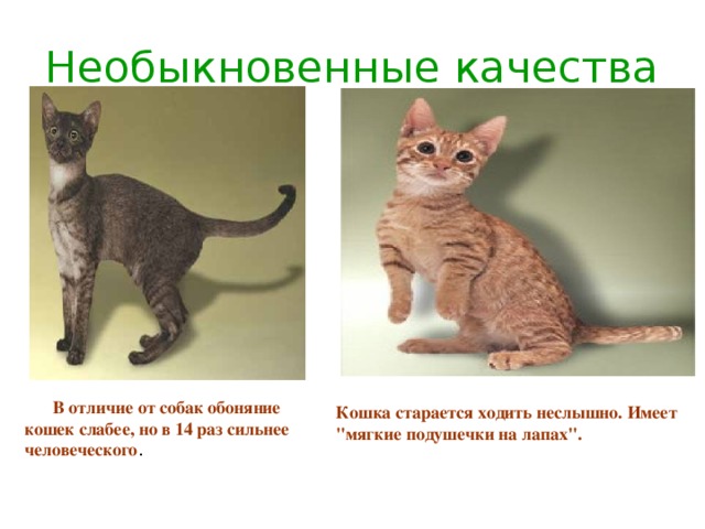 Кошка старается ходить неслышно. Имеет 