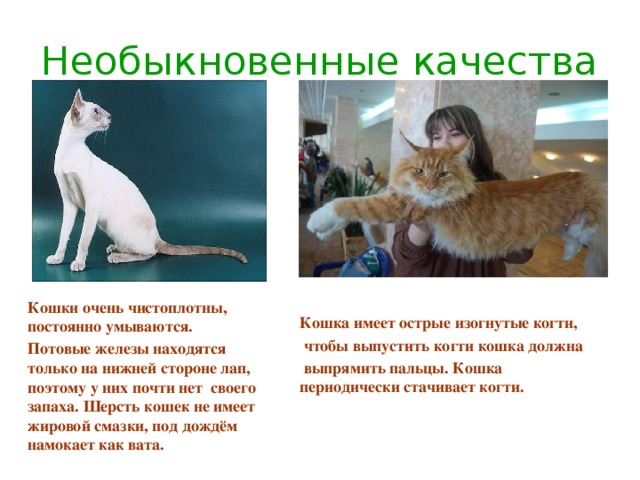 Имея кошке