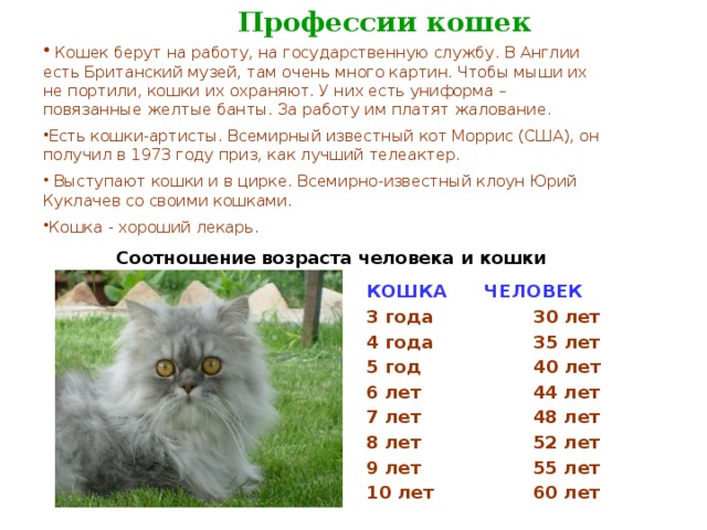  Профессии кошек  Кошек берут на работу, на государственную службу. В Англии есть Британский музей, там очень много картин. Чтобы мыши их не портили, кошки их охраняют. У них есть униформа – повязанные желтые банты. За работу им платят жалование. Есть кошки-артисты. Всемирный известный кот Моррис (США), он получил в 1973 году приз, как лучший телеактер.  Выступают кошки и в цирке. Всемирно-известный клоун Юрий Куклачев со своими кошками. Кошка - хороший лекарь. Соотношение возраста человека и кошки КОШКА ЧЕЛОВЕК 3 года 30 лет 4 года 35 лет 5 год 40 лет 6 лет 44 лет 7 лет 48 лет 8 лет 52 лет 9 лет 55 лет 10 лет 60 лет   
