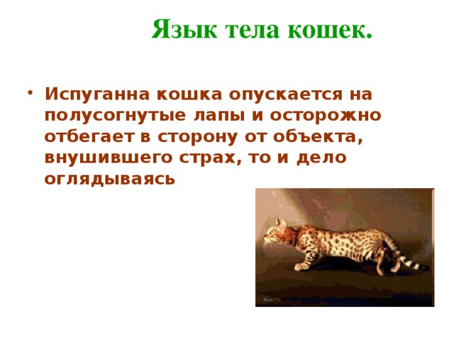Язык тела кошек. Испуганна кошка опускается на полусогнутые лапы и осторожно отбегает в сторону от объекта, внушившего страх, то и дело оглядываясь 