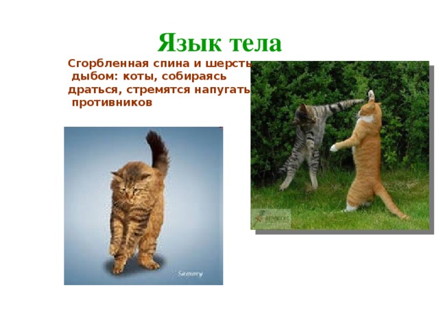 Язык тела Сгорбленная спина и шерсть  дыбом: коты, собираясь драться, стремятся напугать  противников 