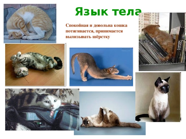 Язык тела Спокойная и довольна кошка потягивается, принимается вылизывать шёрстку 