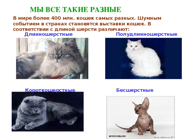 МЫ ВСЕ ТАКИЕ РАЗНЫЕ  В мире более 400 млн. кошек самых разных. Шумным событием в странах становятся выставки кошек. В соответствии с длиной шерсти различают: Длинношерстные Полудлинношерстные Короткошерстные Бесшерстные 