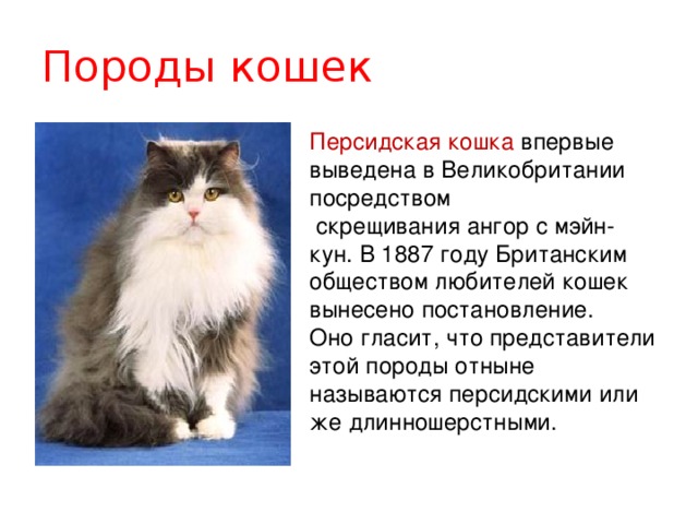    Породы кошек Персидская кошка впервые выведена в Великобритании посредством  скрещивания ангор с мэйн-кун. В 1887 году Британским обществом любителей кошек вынесено постановление. Оно гласит, что представители этой породы отныне называются персидскими или же длинношерстными. 