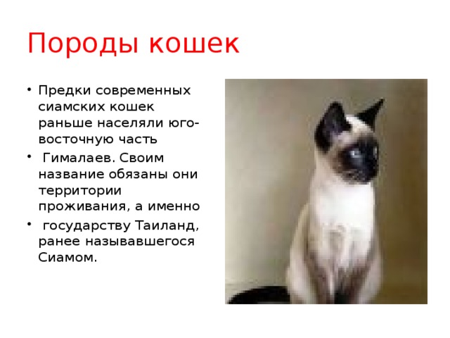 Породы кошек Предки современных сиамских кошек раньше населяли юго-восточную часть  Гималаев. Своим название обязаны они территории проживания, а именно  государству Таиланд, ранее называвшегося Сиамом. 