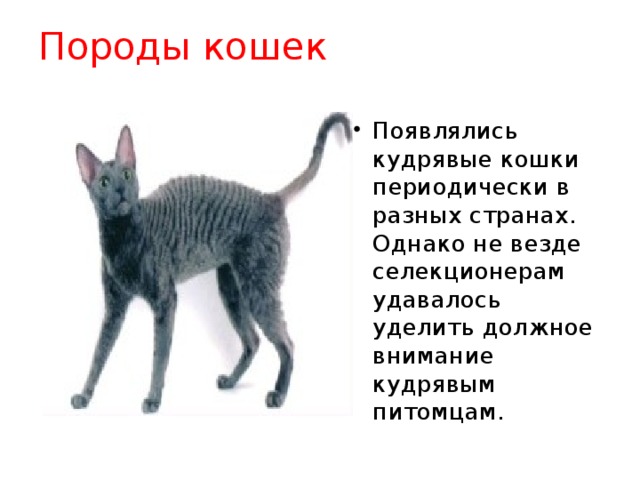 Породы кошек   Появлялись кудрявые кошки периодически в разных странах. Однако не везде селекционерам удавалось уделить должное внимание кудрявым питомцам. 