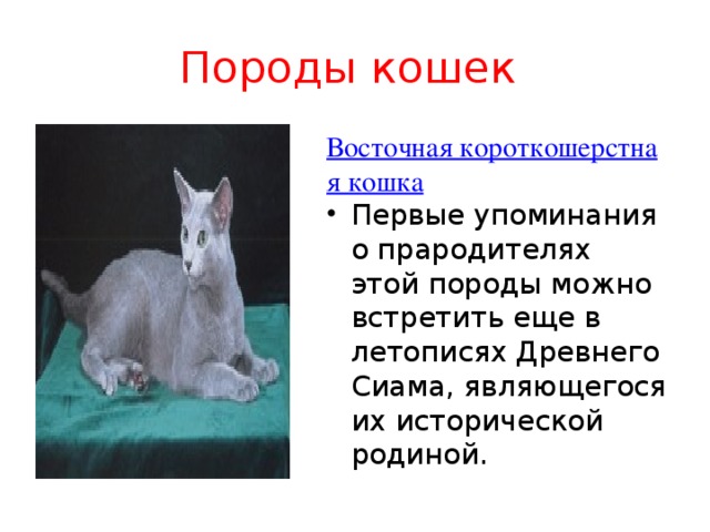 Породы кошек Восточная короткошерстная кошка Первые упоминания о прародителях этой породы можно встретить еще в летописях Древнего Сиама, являющегося их исторической родиной. 