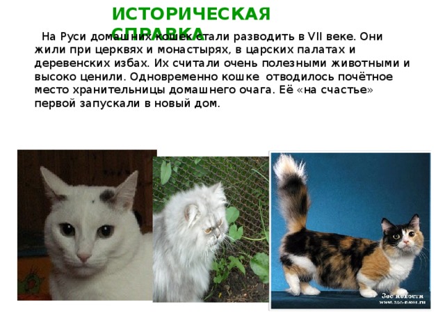ИСТОРИЧЕСКАЯ СПРАВКА   На Руси домашних кошек стали разводить в VII веке. Они жили при церквях и монастырях, в царских палатах и деревенских избах. Их считали очень полезными животными и высоко ценили. Одновременно кошке отводилось почётное место хранительницы домашнего очага. Её «на счастье» первой запускали в новый дом.  