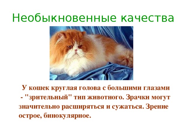 Необыкновенные качества  У кошек круглая голова с большими глазами  - 