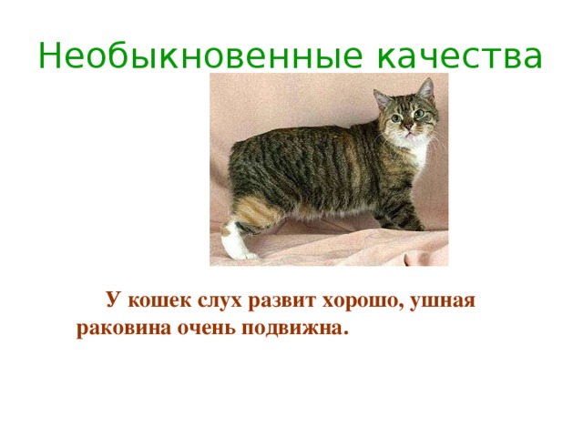 Необыкновенные качества  У кошек слух развит хорошо, ушная раковина очень подвижна. 
