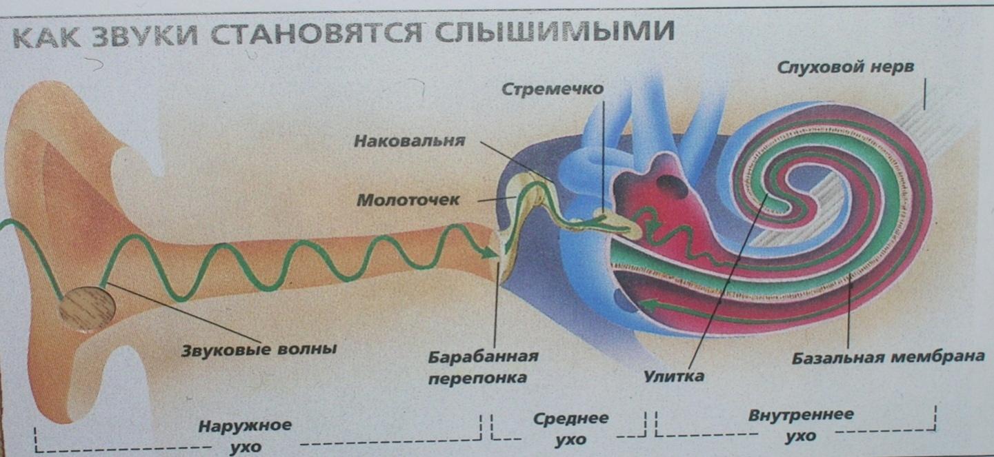 Действие звуковых волн