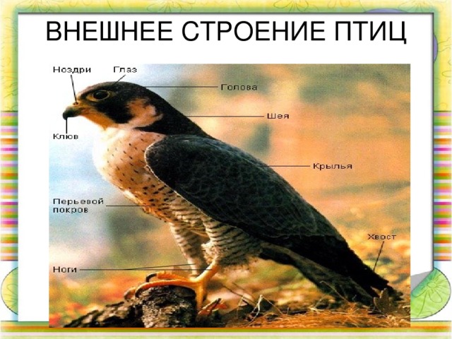 ВНЕШНЕЕ СТРОЕНИЕ ПТИЦ 