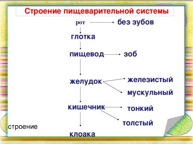  Строение пищеварительной системы без зубов рот глотка пищевод зоб железистый желудок мускульный кишечник тонкий толстый строение клоака 