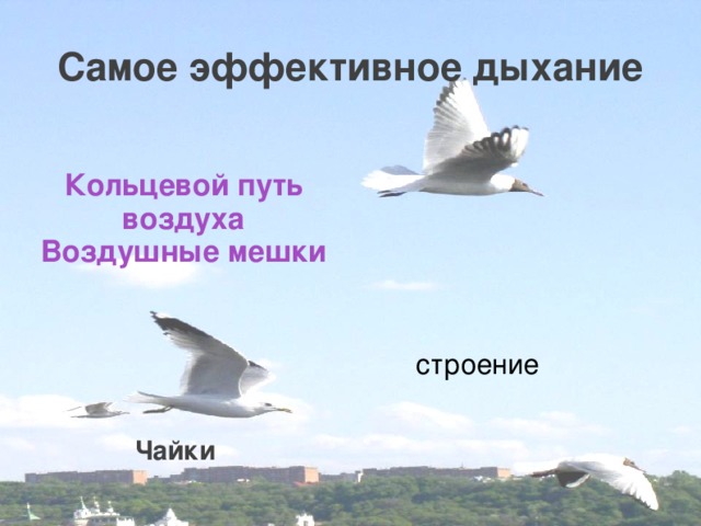 Самое эффективное дыхание Кольцевой путь воздуха Воздушные мешки строение Чайки 