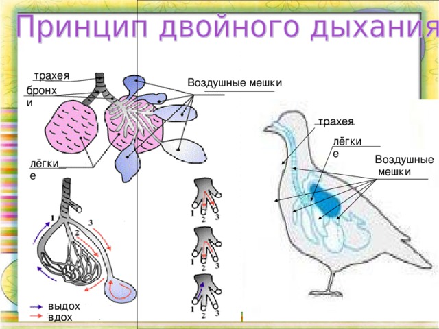 трахея Воздушные мешки бронхи трахея лёгкие Воздушные  мешки лёгкие выдох вдох 