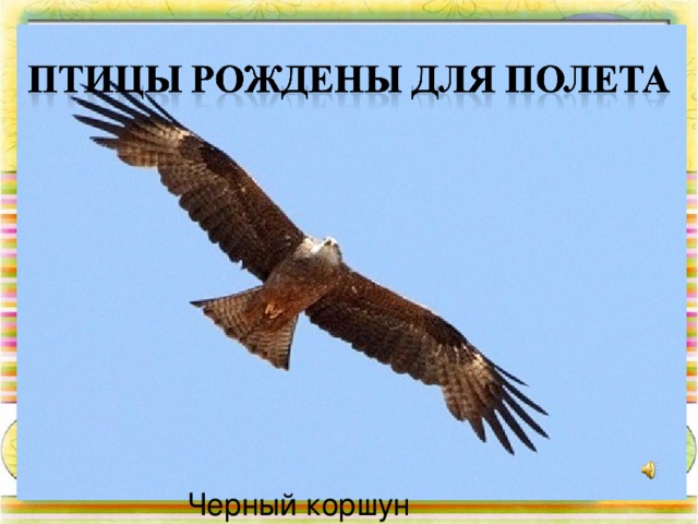 Черный коршун 