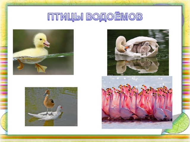 Птицы – экологически успешная группа животных, «захватившая» воздушную стихию от Арктики до Антарктиды, от уровня моря до высокогорий. 