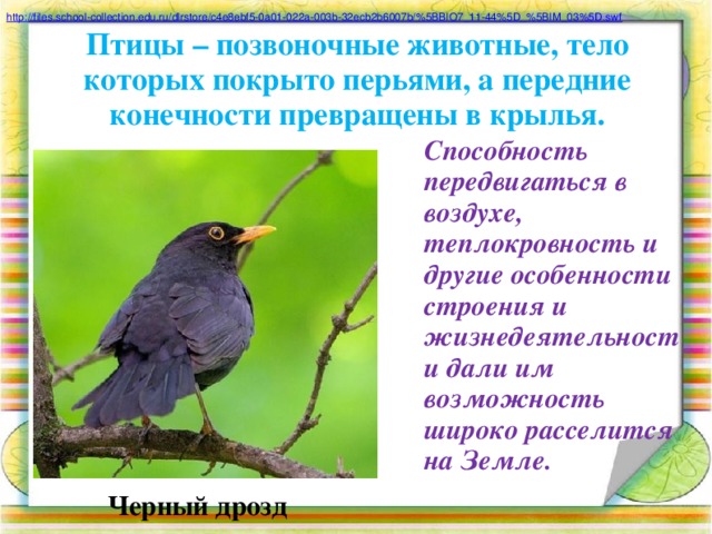 http://files.school-collection.edu.ru/dlrstore/c4e8ebf5-0a01-022a-003b-32ecb2b6007b/%5BBIO7_11-44%5D_%5BIM_03%5D.swf Птицы – позвоночные животные, тело которых покрыто перьями, а передние конечности превращены в крылья.  Способность передвигаться в воздухе, теплокровность и другие особенности строения и жизнедеятельности дали им возможность широко расселится на Земле.  Черный дрозд  