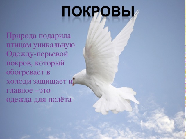 Природа подарила птицам уникальную одежду, которая Природа подарила птицам уникальную Одежду-перьевой покров, который обогревает в холоди защищает и главное –это одежда для полёта 