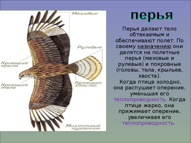 Перья делают тело обтекаемым и обеспечивают полет. По своему назначению они делятся на полетные перья (маховые и рулевые) и покровные (головы, тела, крыльев, хвоста).  Когда птице холодно, она распушает оперение, уменьшая его теплопроводность. Когда птице жарко, она прижимает оперение, увеличивая его теплопроводность.  