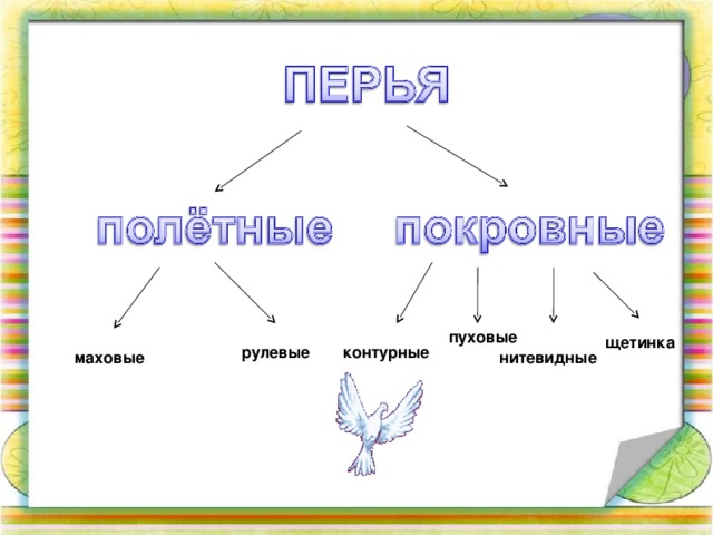 пуховые щетинка рулевые контурные маховые нитевидные 