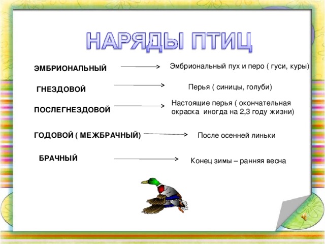 Эмбриональный пух и перо ( гуси, куры) ЭМБРИОНАЛЬНЫЙ Перья ( синицы, голуби) ГНЕЗДОВОЙ Настоящие перья ( окончательная окраска иногда на 2,3 году жизни) ПОСЛЕГНЕЗДОВОЙ После осенней линьки ГОДОВОЙ ( МЕЖБРАЧНЫЙ) БРАЧНЫЙ Конец зимы – ранняя весна 