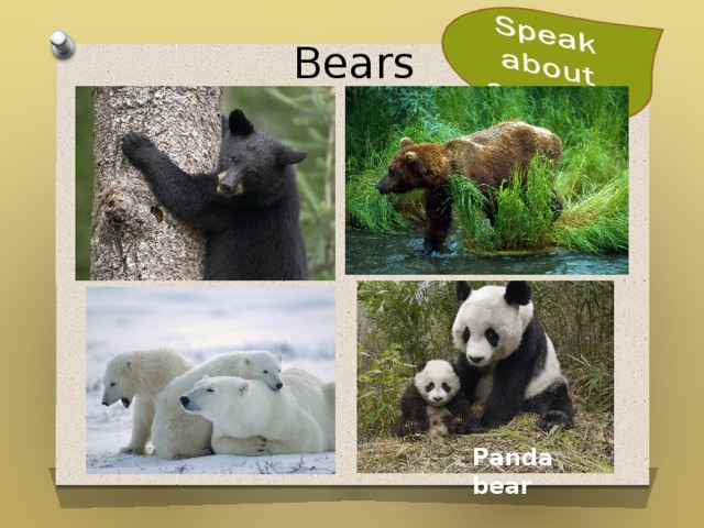 Bears THE POLAR BEAR   White  Live in cold countries  Big  Eat fish  Can swim very well Panda bear 