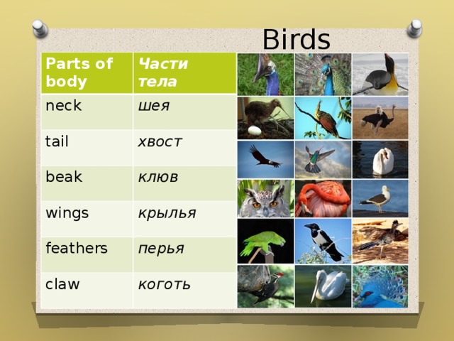 Birds  Parts of body Части тела neck шея tail хвост beak клюв wings крылья feathers перья claw коготь 