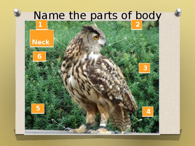 Name the parts of body 1  2  Neck  6  3  5  4  