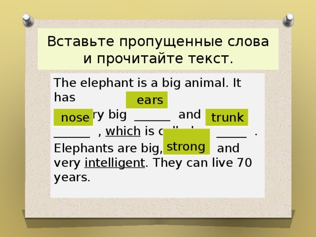 Вставьте пропущенные слова и прочитайте текст. The elephant is a big animal. It has got very big ______ and a long ______ , which is called a _____ . Elephants are big, _______ and very intelligent . They can live 70 years.  ears  nose  trunk  strong 